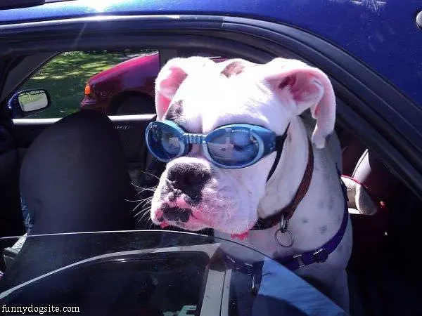Like My Glasses