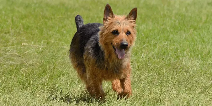 black and brown Australian ...