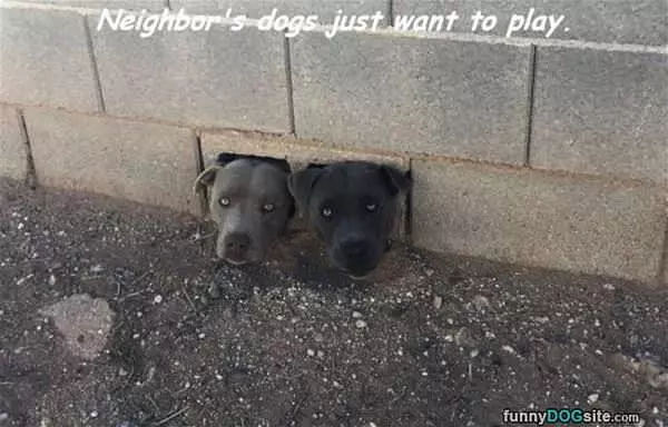 Just Wants To Play