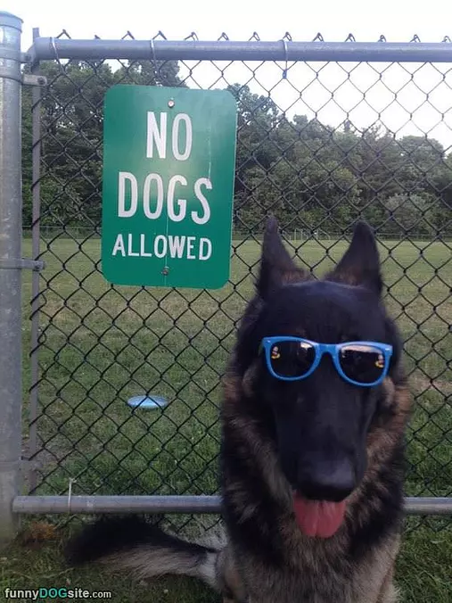 No Dogs Allowed Here