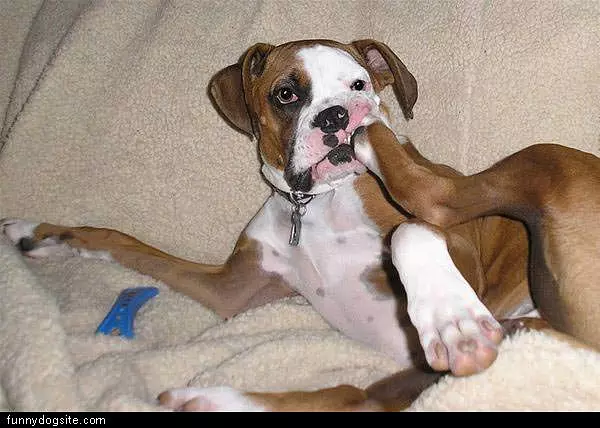 Snacking On His Paw