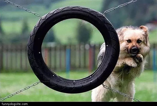 Dog Needs More Training