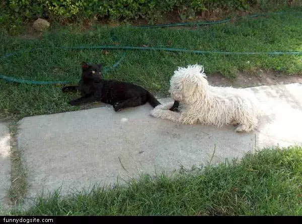 Dog Eating Cat
