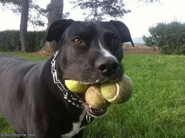 Fetched 3 Balls
