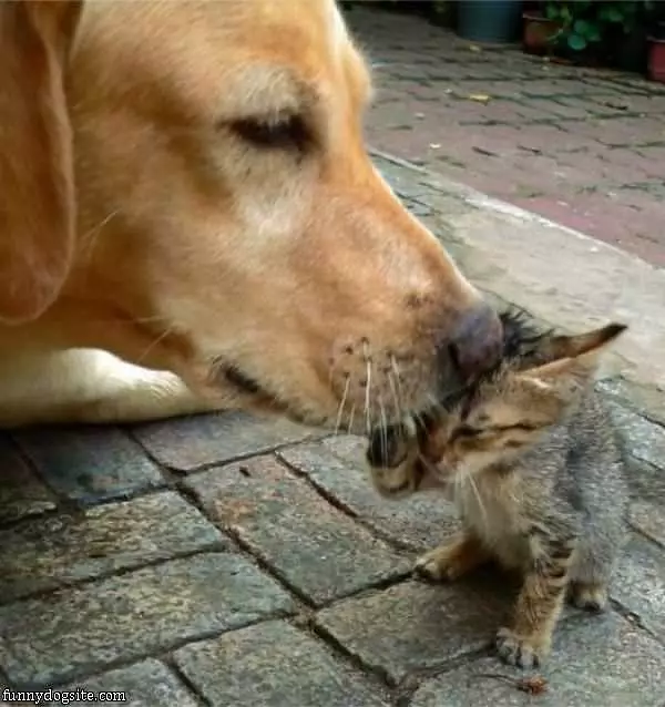 Give Me A Kiss