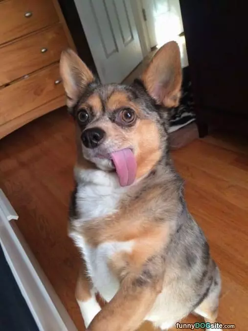 Derpy Tongue