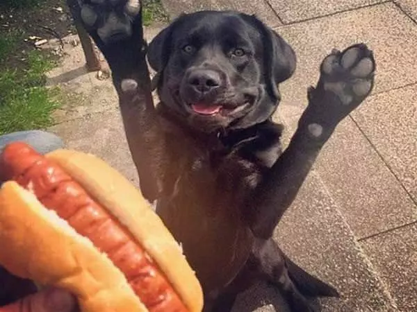 Can I Has A Little Bite