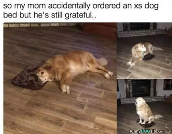 Xs Dog Bed