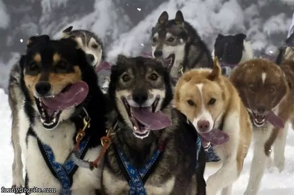 Tongues Out