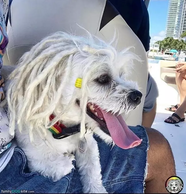 Rasta Dog