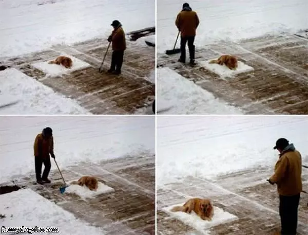 Dog Wont Move
