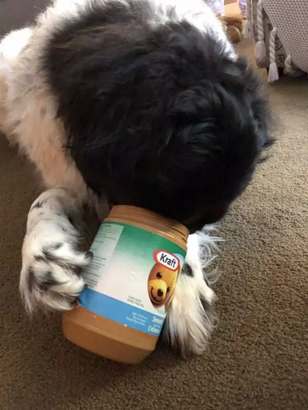Getting The Peanut Butter
