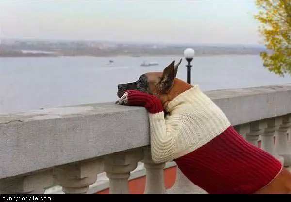 Nice Sweater