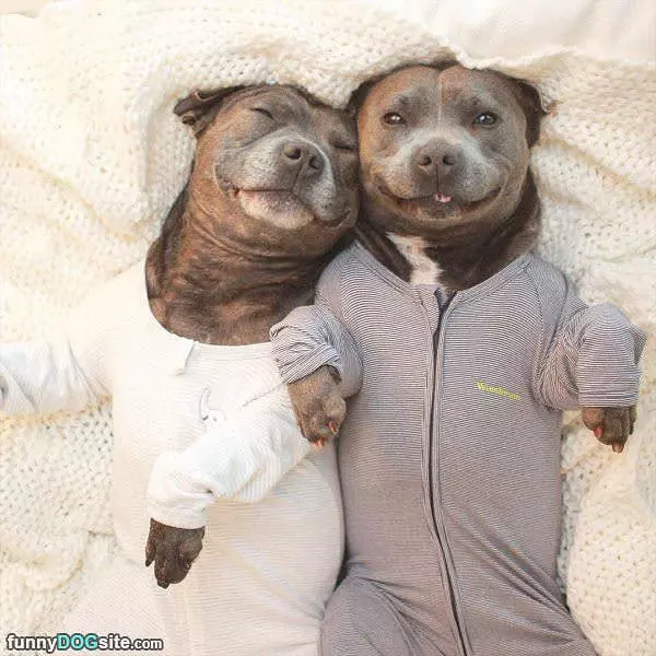 Happy Pit Bulls