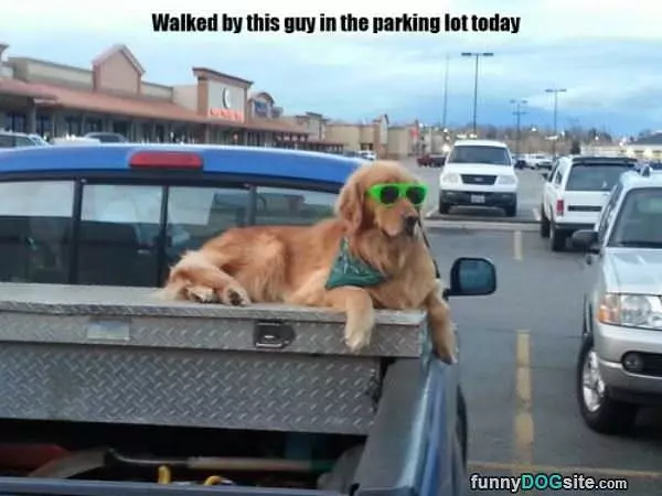 Really Cool Dog Here
