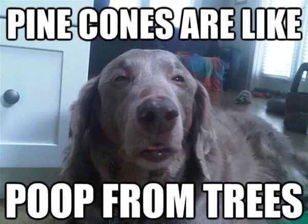 Pine Cones