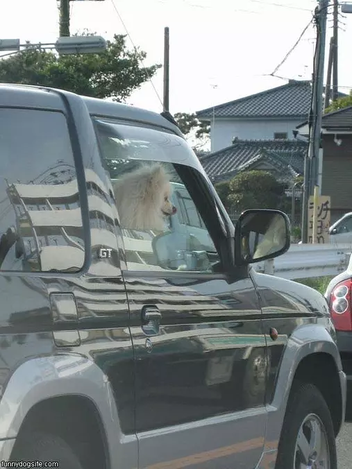 Gone For A Drive