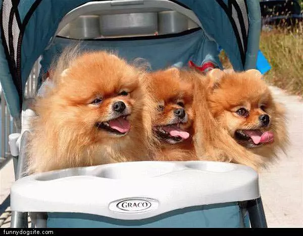 Three Dogs In Carraige