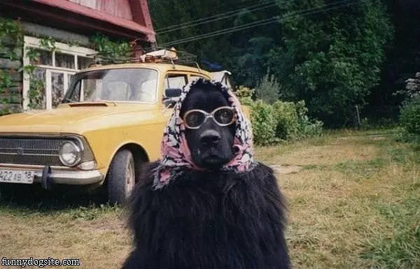 Babtcha Dog