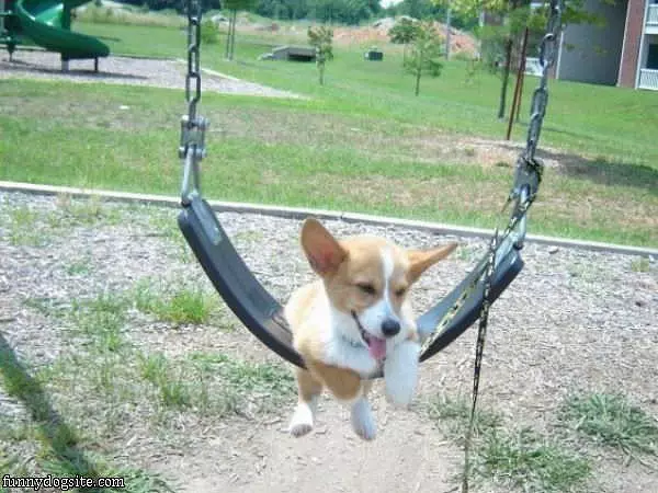 Swinging Dog