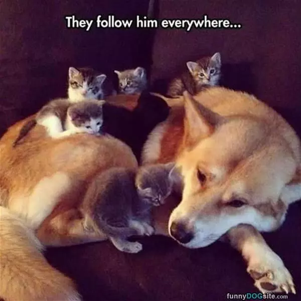 Follow Him Everywhere
