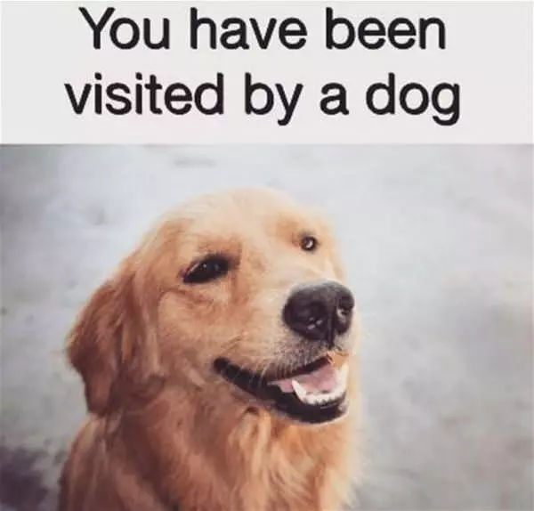 Visited By A Dog