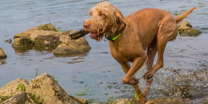 Wirehaired Vizsla Running
