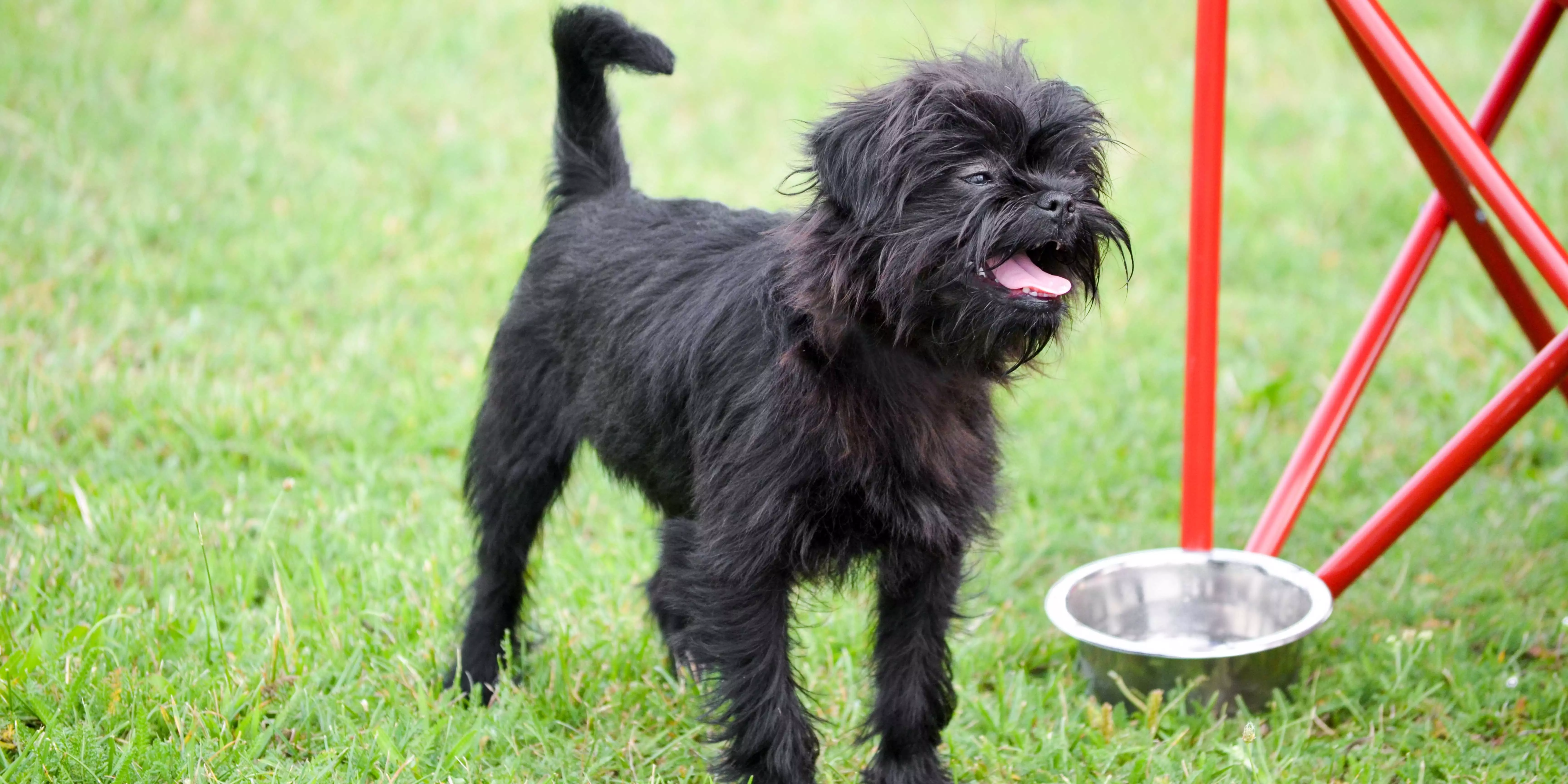 Affenpinscher