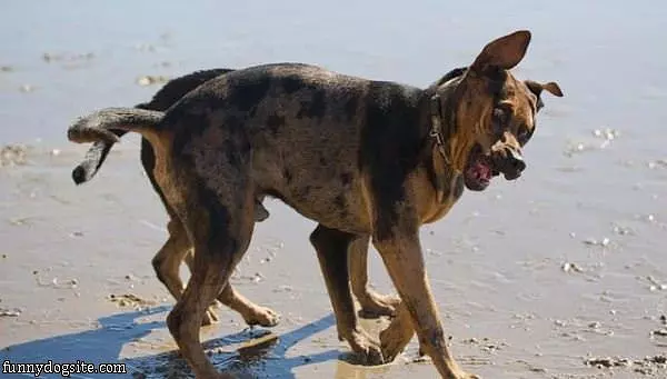 Schwaaaa