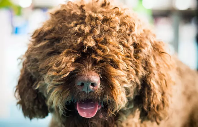 barbet dog face