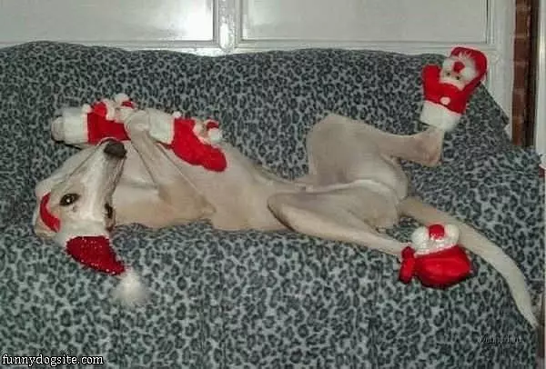 Christmas Dog