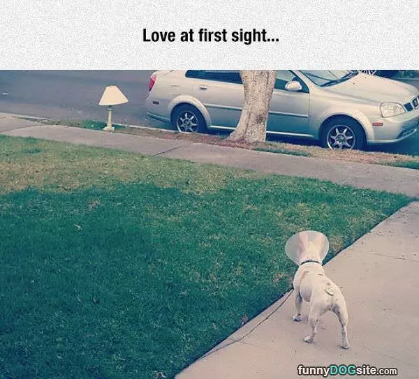 Love At First Sight