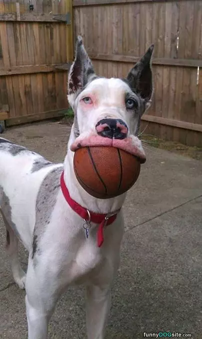 Fetched Your Ball