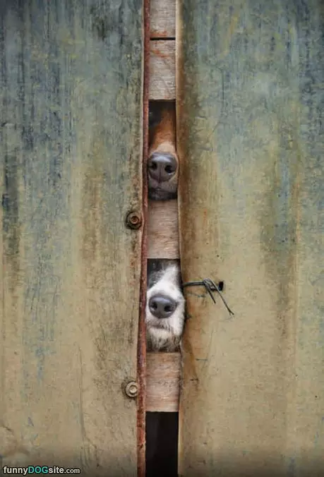 Watching And Sniffing