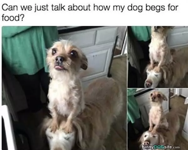 How I Beg For Food