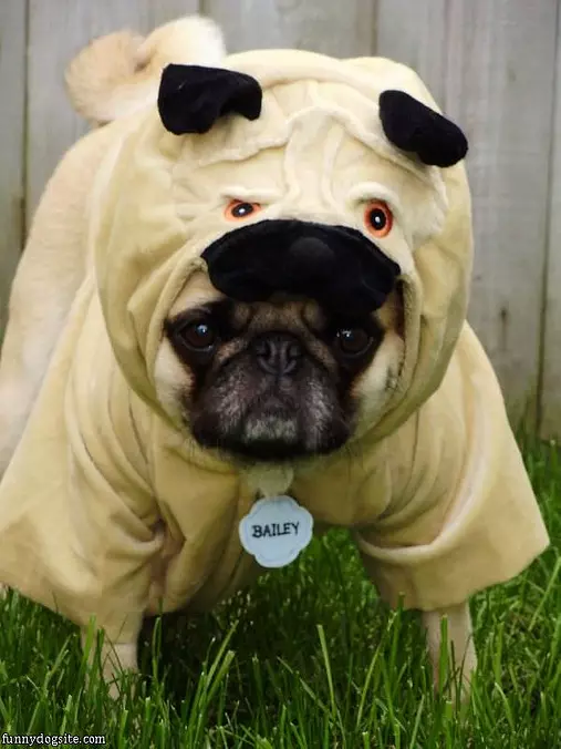 Bailey Ready For Halloween