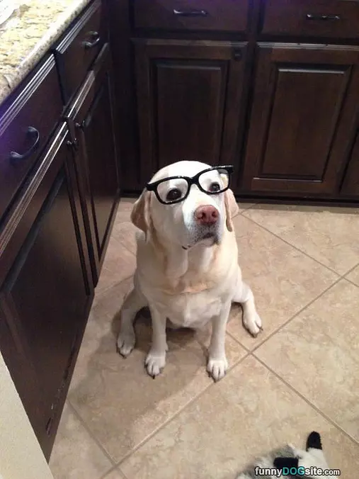 My Glasses