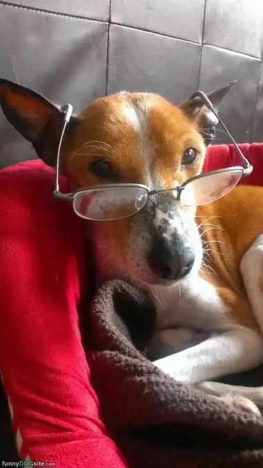 Reading Glasses