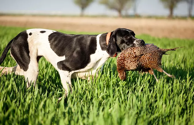 Black and white Pointer