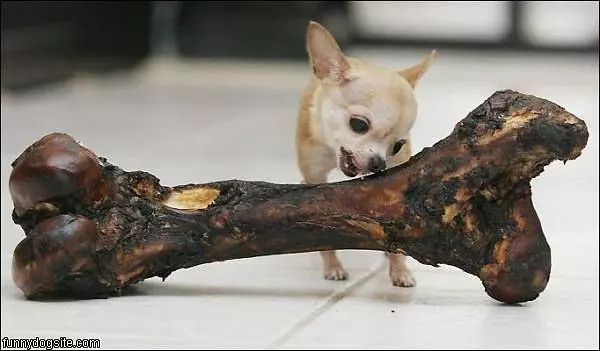 Large Bone