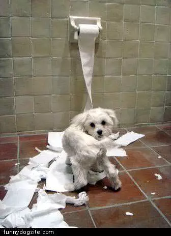 Tp Dog