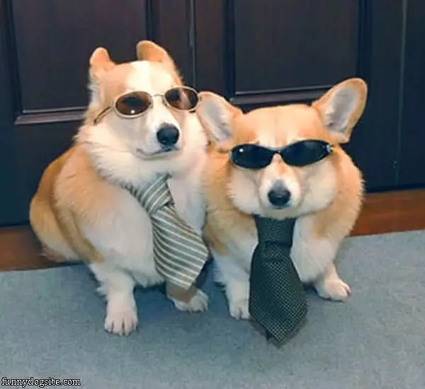 Cool Dressed Up Dogs