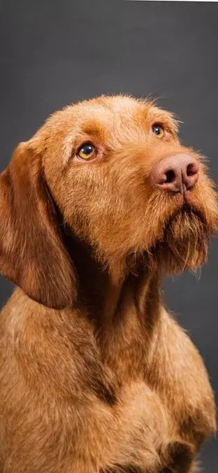 Wirehaired Vizsla closeup
