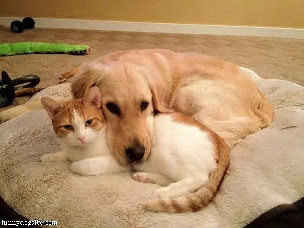 Cute Dog And Cat Buddies