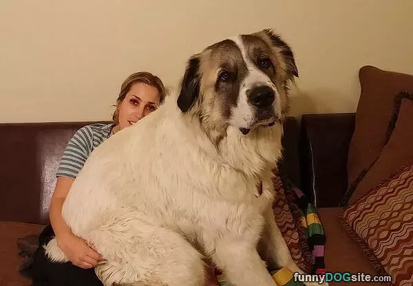 Little Lap Dog
