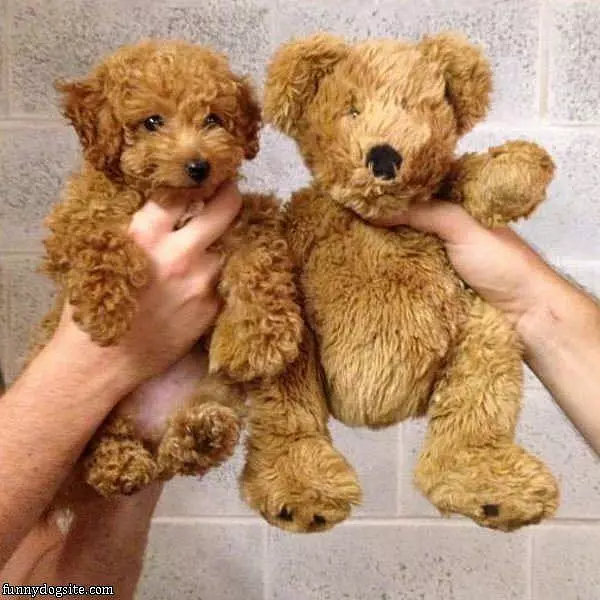 Look Alikes