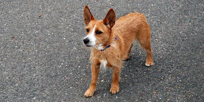Portuguese Podengo