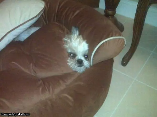 I Am In The Couch