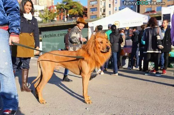 The Lion Dog