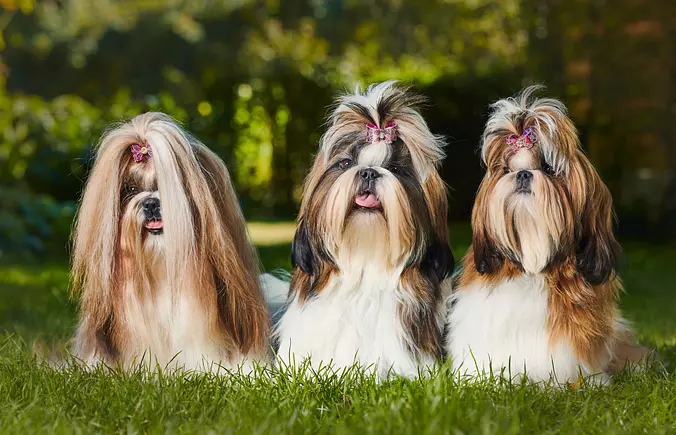 Shih Tzu family